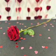 Single red rose